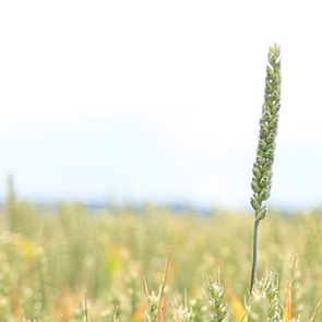 photograph of a wheat field