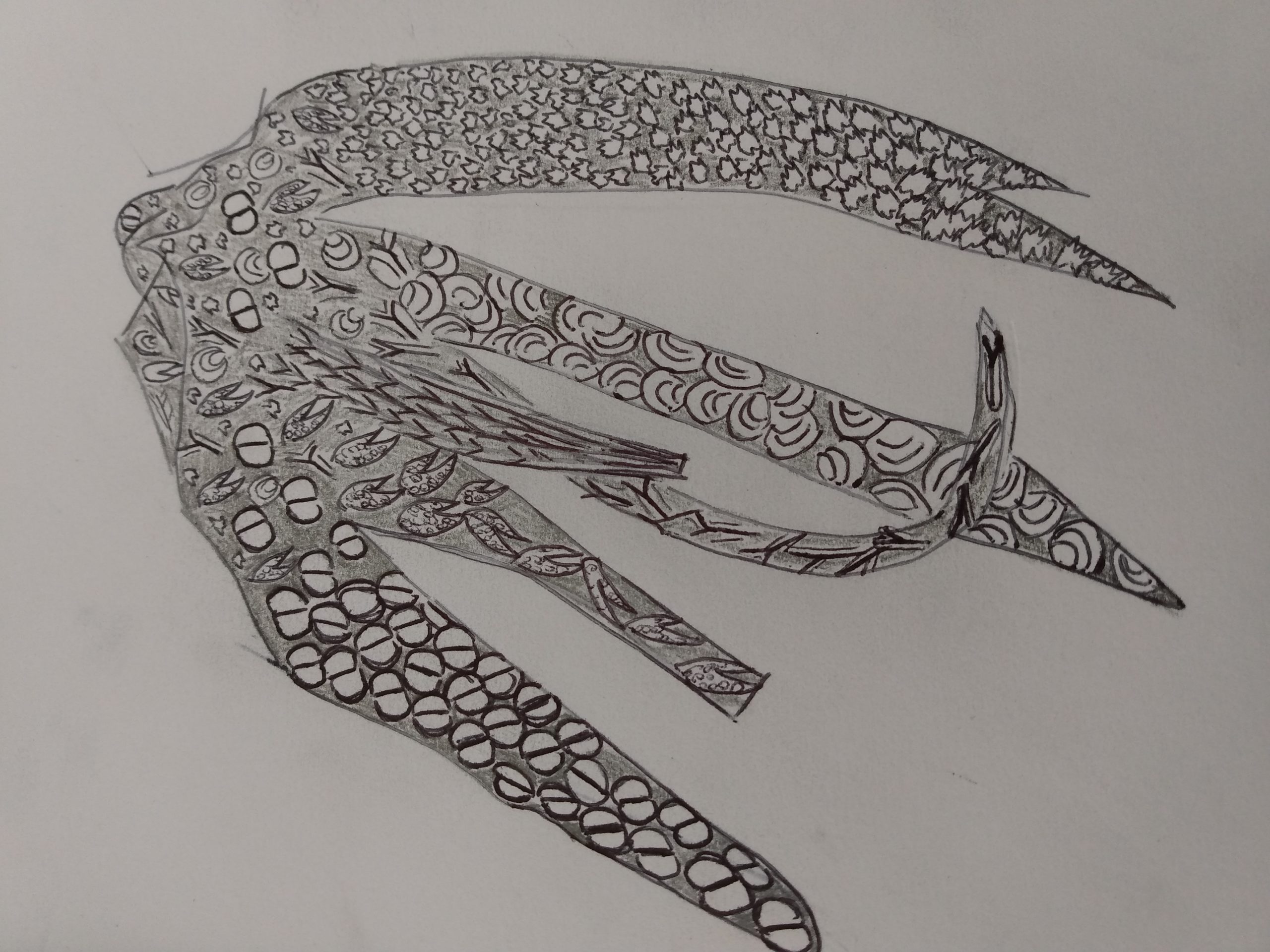 A charcoal black and white sketch of some seaweed floating on its left side. On each of its six strands, there is a different shell-like pattern.