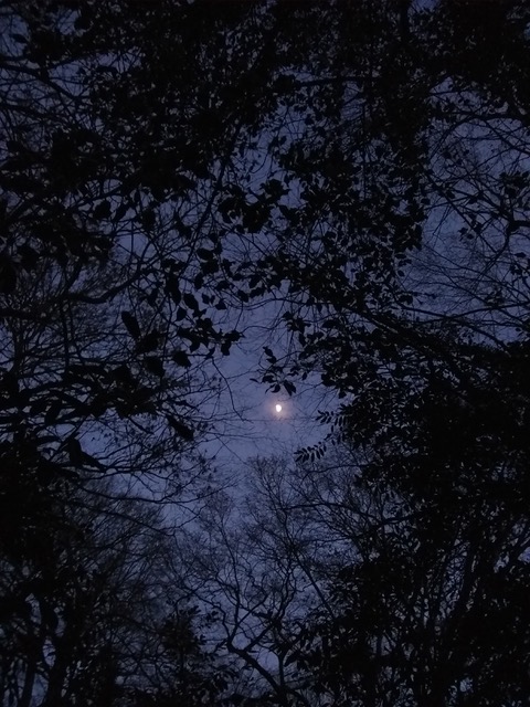 A photograph looking up at a night sky which is crowded by trees. In the centre of the image between the branches, one can see a small shining moon.