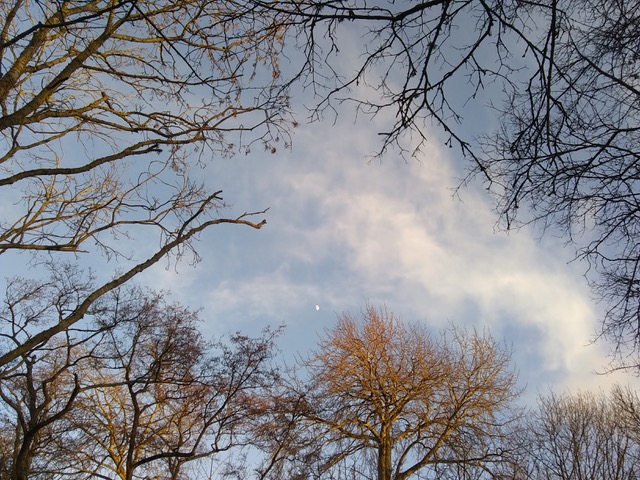 A photograph looking up at a circle of autumnal trees. The clear patch of the white clouds and light blue sky reveals a tiny, distant moon.