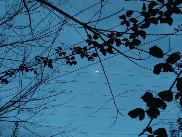 A series of telegraph cables stretch across a sky either at dawn or twilight. In front of the cables are brambles. Between the brambles and cables, there is a small and distant moon.