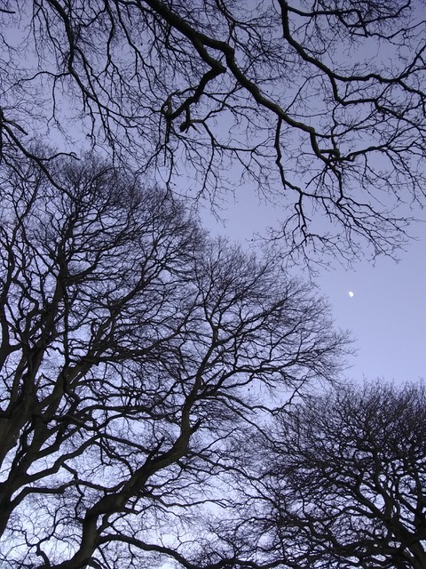 A photograph looking up at the trees at dusk. Centre-right, a clear patch of sky reveals a small distant moon.