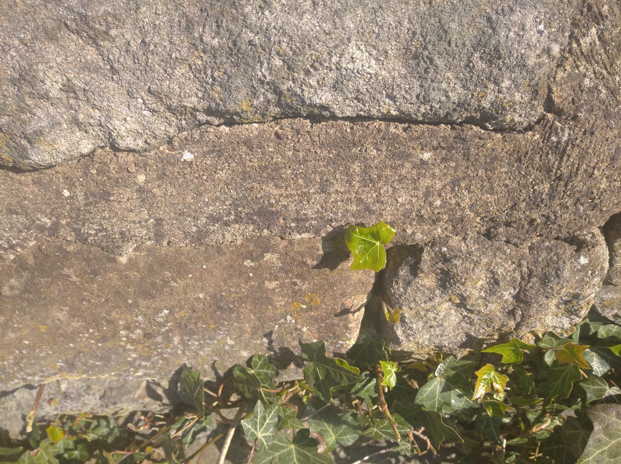 One small ivy plant is growing out of a crevice in the middle of a large rock. Beneath the rock lies multiple, overlapping ivy plants and leaves.