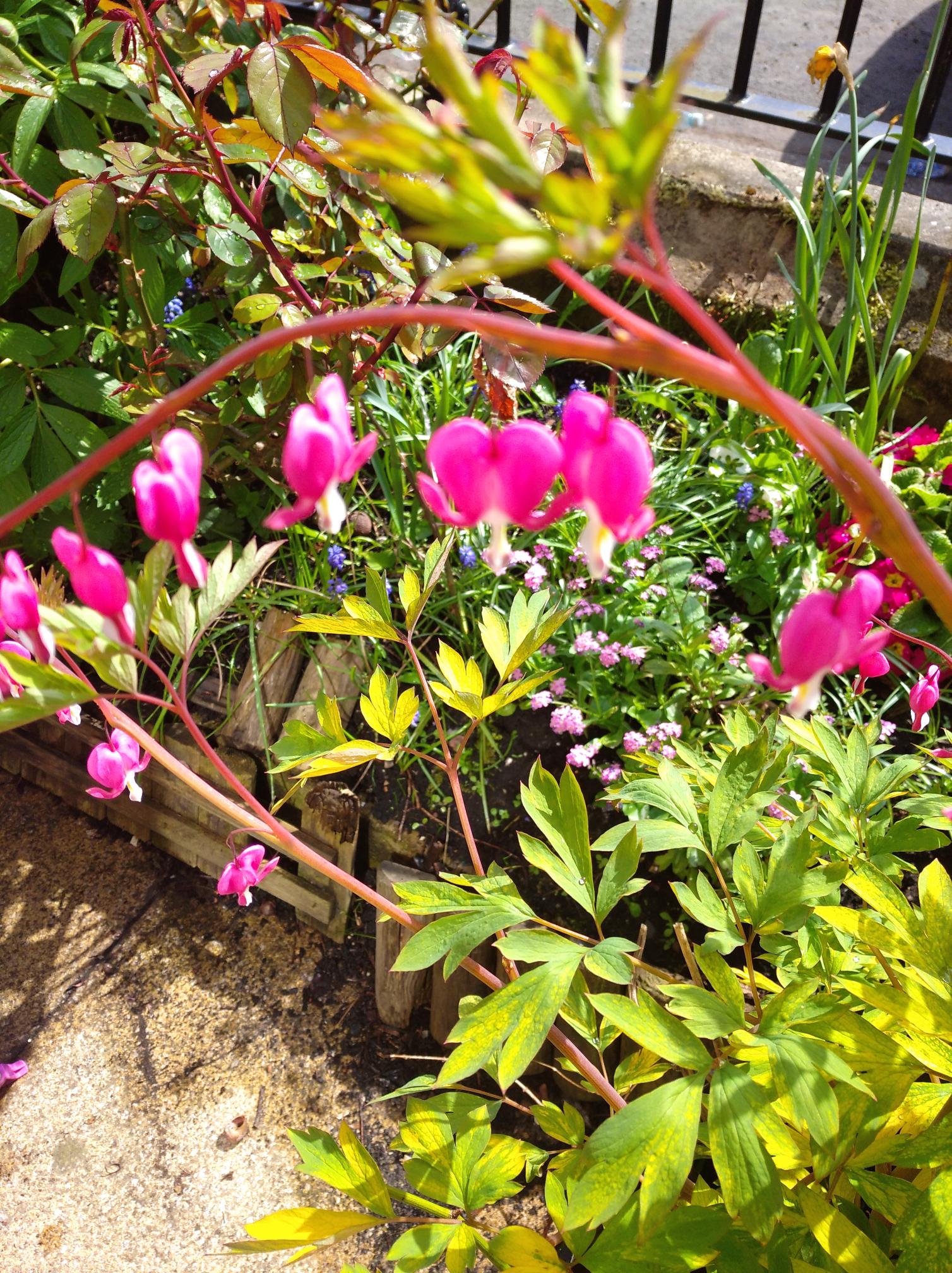 A photograph of a corner of a garden taken from above. In the foreground, there is an out-of-focus close-up view of a plant stem and hanging from it is a series of small, pink heart-shaped flowers descending towards the ground. Underneath this plant, there are some man-made, wooden flowerbeds populated by a variety of leafy and flowery plants. A glimpse of black railing next to these flowerbeds inform the viewer that the garden is situated on the edge of a road.