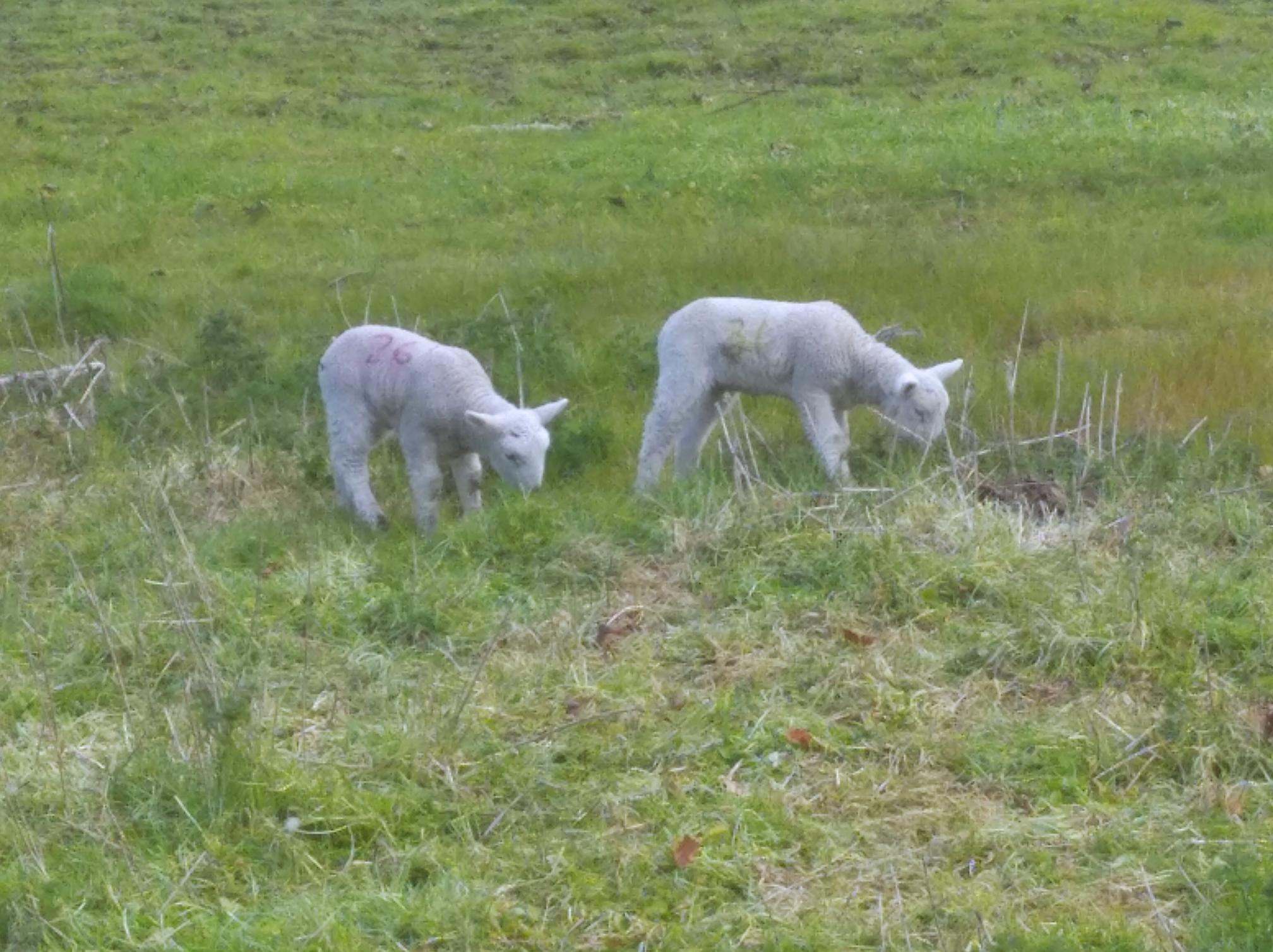 Two lambs feeding on some grass in a field. The lamb on the left has on it the number '26' in purple marker pen and the sheep on the right has on it the number '36' in green marker.