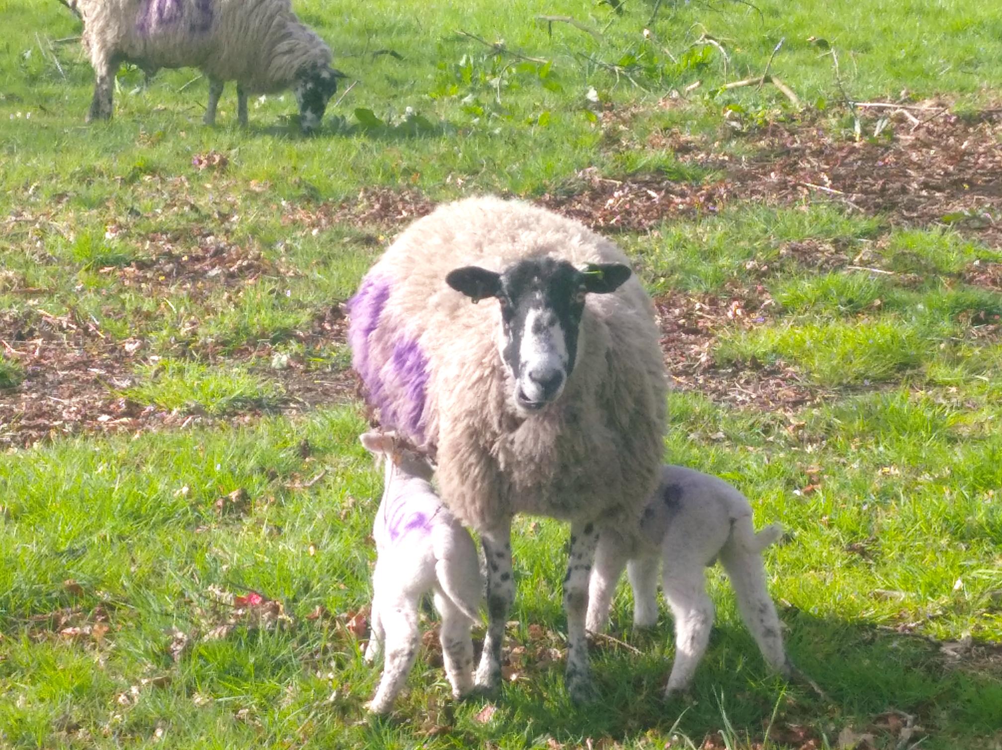 Two lambs feeding from a sheep. In the background, there is another sheep eating grass. All sheep and lambs have on them a purple marking.