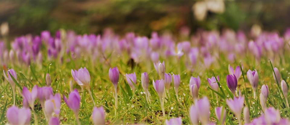A landscape photograph showing a series of small purple, oval-shaped flowers. There is a shallow depth of field and those in focus are accompanied by small raindrops.