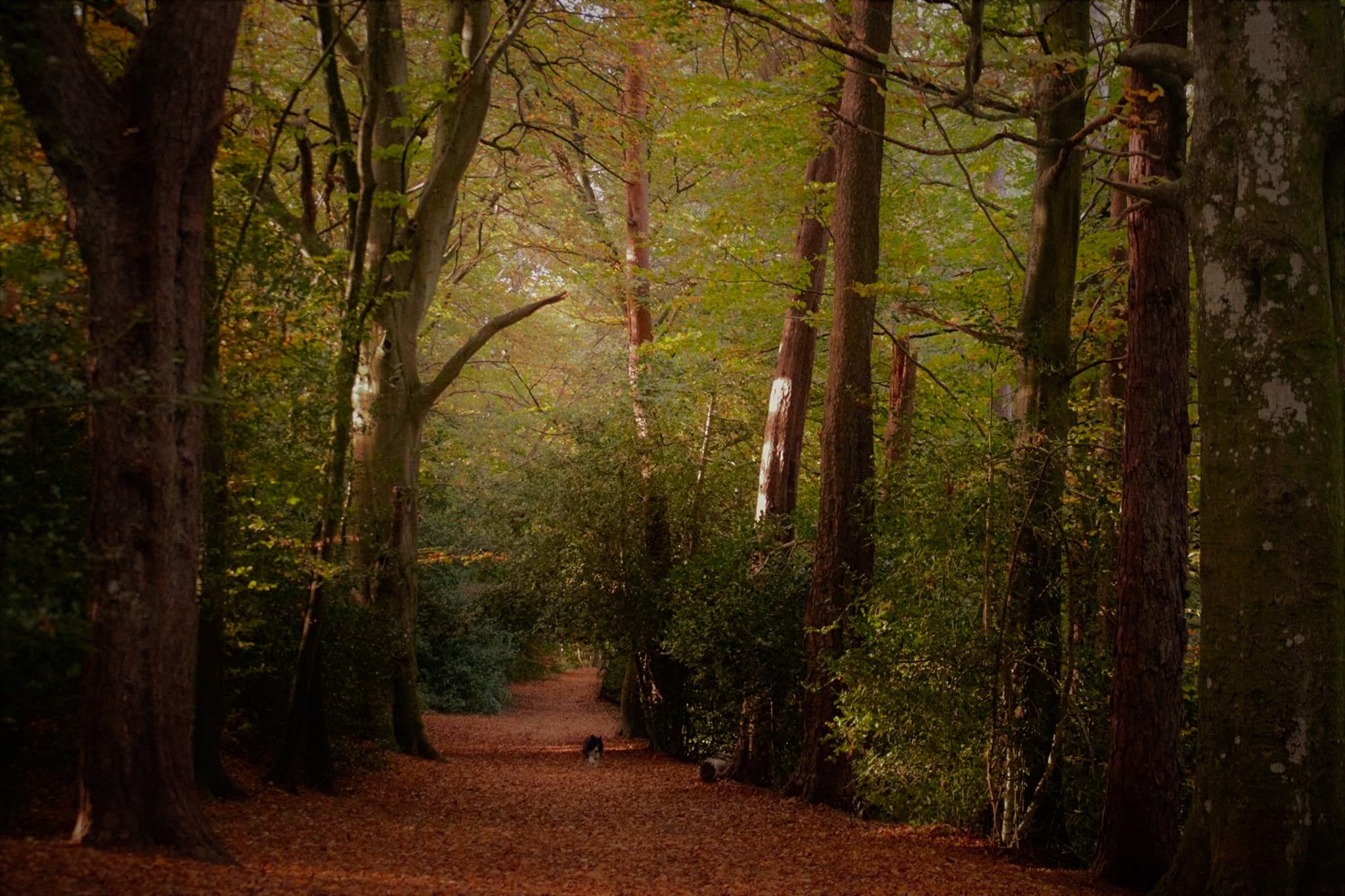 A landscape painting of a wood with a small, distant dog running along the central pathway.