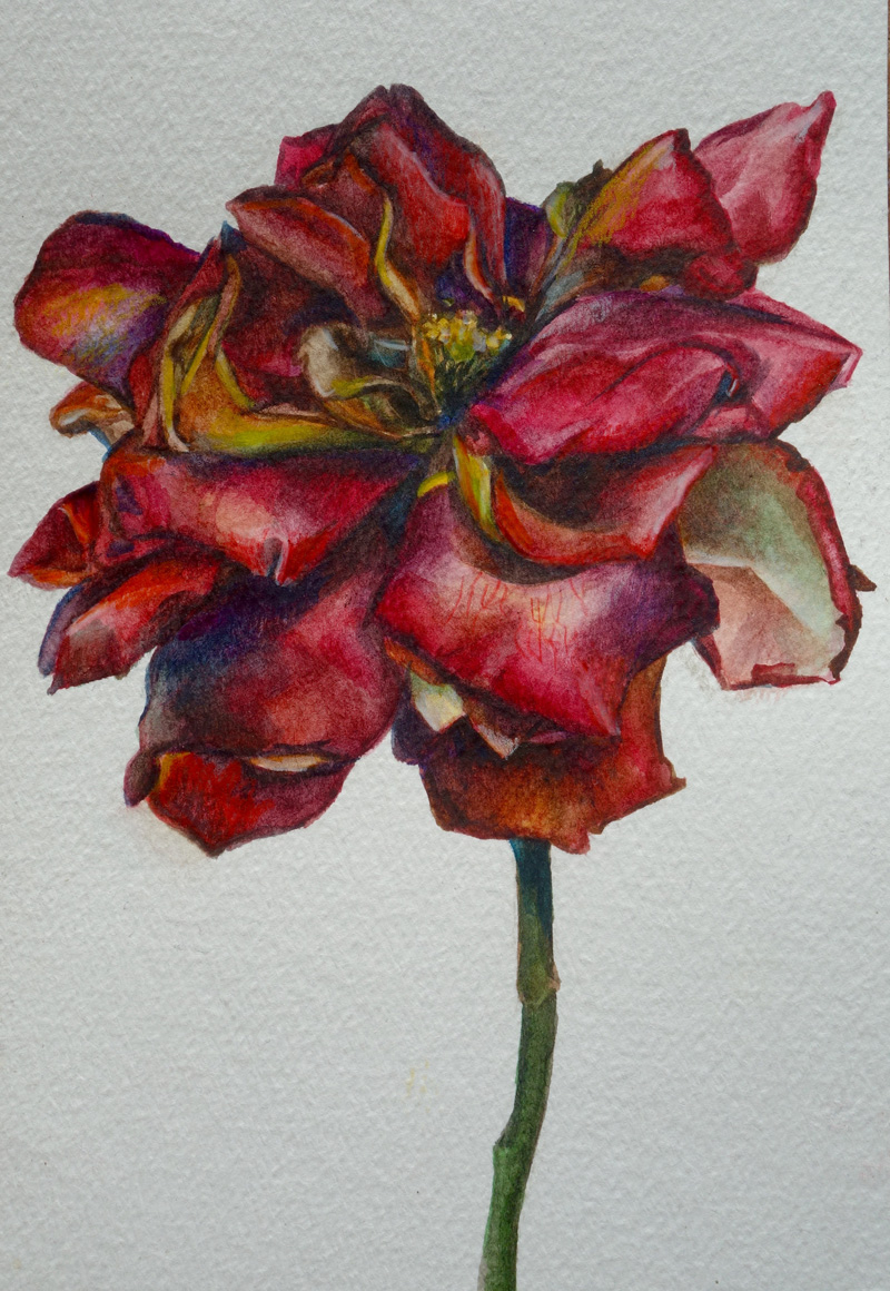 A portrait painting of a red rose. It's centre is made up of yellow anthers and a few yellow leaves and the stem is green. The background is a plain white canvas.