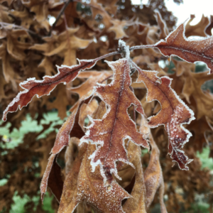 Frosty brown leaves on a tree